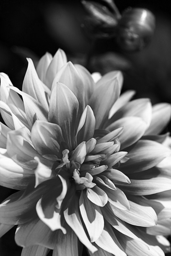 Dahlia Of Black And White by Joy Watson